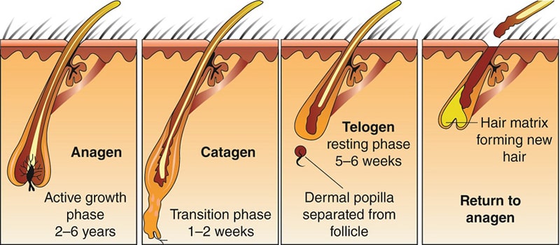 hair growth cycle diagram