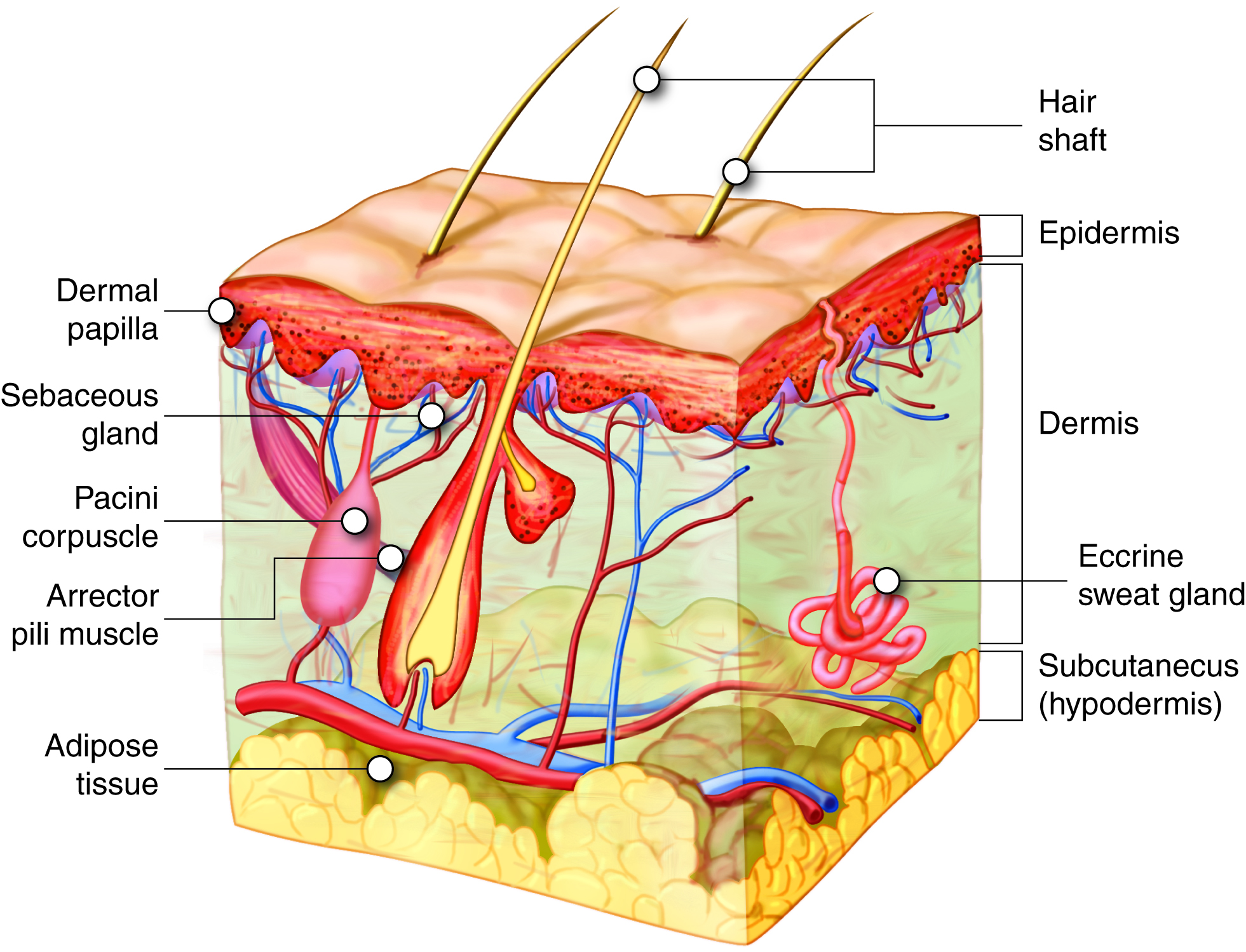 hair growth cycle